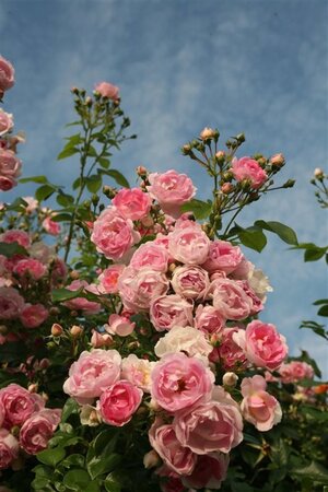 Rosa 'Jasmina' wortelgoed A kwaliteit - afbeelding 2