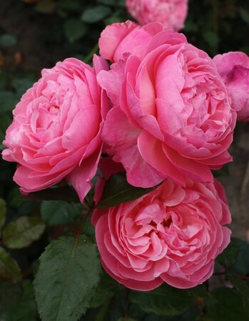 Rosa (F) Kölner Flora wortelgoed A kwaliteit