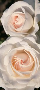 Rosa (F) 'Kosmos' wortelgoed A kwaliteit - afbeelding 2