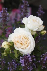 Rosa (F) 'Kosmos' wortelgoed A kwaliteit - afbeelding 3