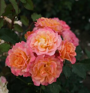 Rosa (H) Landlust wortelgoed A kwaliteit