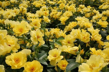 Rosa (F) Lemon Fizz 60 cm stam wortelgoed - afbeelding 3