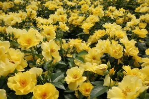 Rosa (F) Lemon Fizz 60 cm stam wortelgoed - afbeelding 3