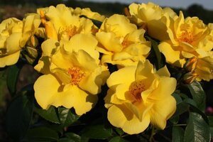 Rosa (F) Lemon Fizz 60 cm stem BR - image 2