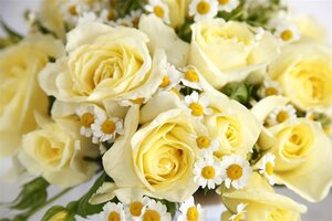 Rosa Limona wortelgoed A kwaliteit