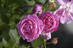 Rosa (H) 'Louise Odier' geen maat specificatie wortelgoed - afbeelding 2
