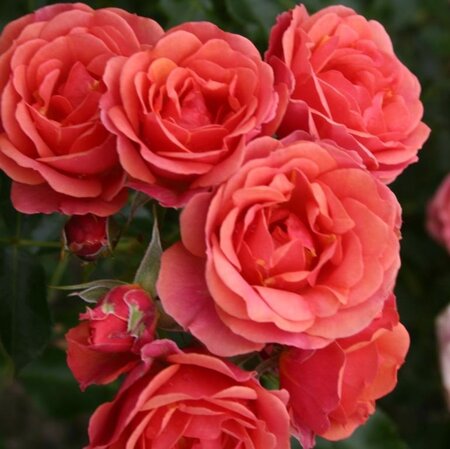 Rosa (M) Mandarin 60 cm stam wortelgoed - afbeelding 1