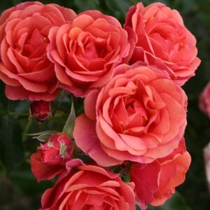 Rosa (M) Mandarin 60 cm stam wortelgoed