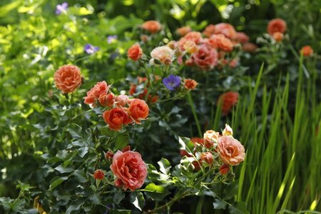 Rosa (M) Mandarin 60 cm stam wortelgoed - afbeelding 2