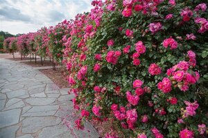 Rosa (H) Magic Meidiland geen maat specificatie cont. 1,5L