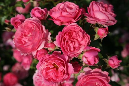 Rosa (F) Moin Moin wortelgoed A kwaliteit