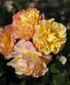 Rosa (H) 'Moonlight' wortelgoed A kwaliteit - afbeelding 2