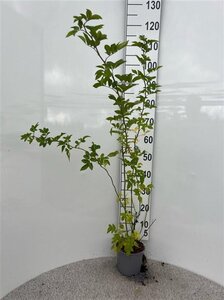 Rosa multiflora 60-100 cm cont. 2,0L