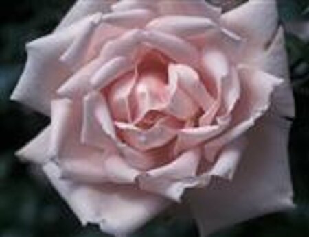 Rosa (K) 'New Dawn' 100-125 cm container met stok - image 3