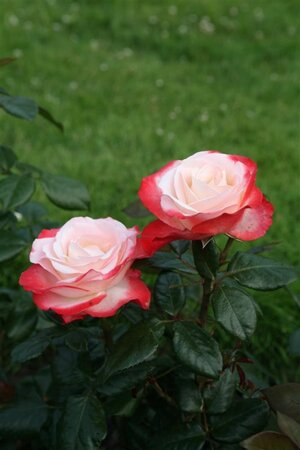 Rosa (T) Nostalgie geen maat specificatie cont. 3,0L