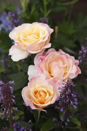 Rosa (T) Oh Happy Day wortelgoed A kwaliteit - afbeelding 1