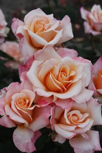 Rosa (T) Oh Happy Day wortelgoed A kwaliteit - afbeelding 2