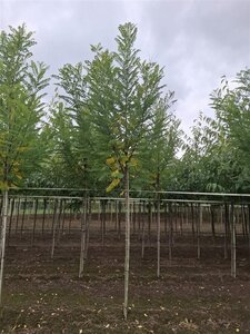 Robinia ps. 'Bessoniana' 12-14 Hoogstam wortelgoed 2 X verplant