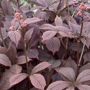 Rodgersia pinnata 'Chocolate Wings' geen maat specificatie 0,55L/P9cm