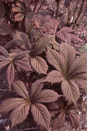 Rodgersia pinnata 'Chocolate Wings' geen maat specificatie 0,55L/P9cm - afbeelding 2