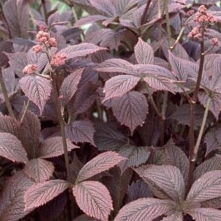 Rodgersia pinnata 'Chocolate Wings' geen maat specificatie 0,55L/P9cm - image 1