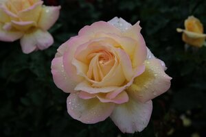Rosa (T) 'Peace' LICHTGEEL/ROZE geen maat specificatie wortelgoed - afbeelding 2