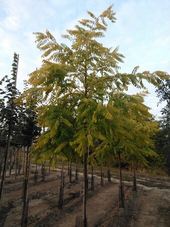 Robinia ps. 'Frisia' 10-12 Hoogstam wortelgoed