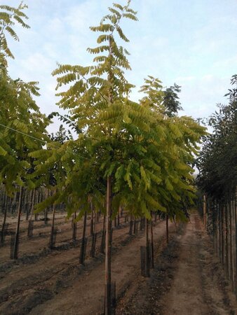 Robinia ps. 'Frisia' 8-10 Hoogstam wortelgoed - afbeelding 1