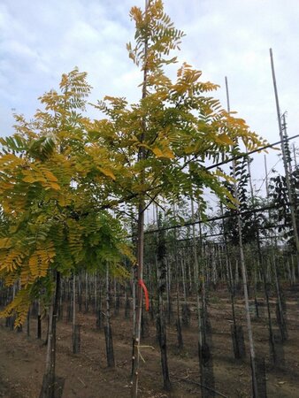 Robinia ps. 'Frisia' 8-10 Hoogstam wortelgoed - afbeelding 2