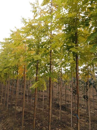 Robinia ps. 'Frisia' 8-10 Hoogstam wortelgoed - afbeelding 3