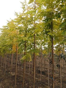 Robinia ps. 'Frisia' 8-10 Hoogstam wortelgoed - afbeelding 3