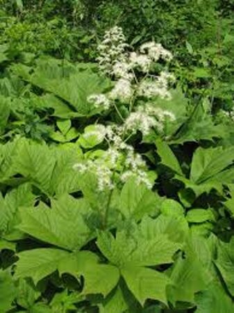 Rodgersia podophylla geen maat specificatie 0,55L/P9cm - afbeelding 5