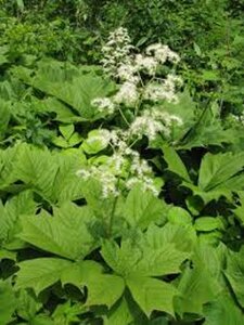 Rodgersia podophylla geen maat specificatie 0,55L/P9cm - afbeelding 5