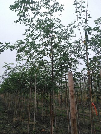 Robinia pseudoacacia 10-12 Hoogstam wortelgoed - afbeelding 6