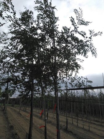 Robinia pseudoacacia 10-12 Hoogstam wortelgoed - afbeelding 5