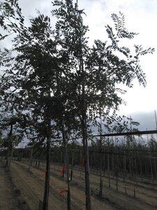 Robinia pseudoacacia 10-12 Hoogstam wortelgoed - afbeelding 5