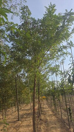 Robinia pseudoacacia 35-40 Hoogstam draadkluit 4 X verplant - afbeelding 5