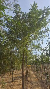 Robinia pseudoacacia 35-40 Hoogstam draadkluit 4 X verplant - afbeelding 5