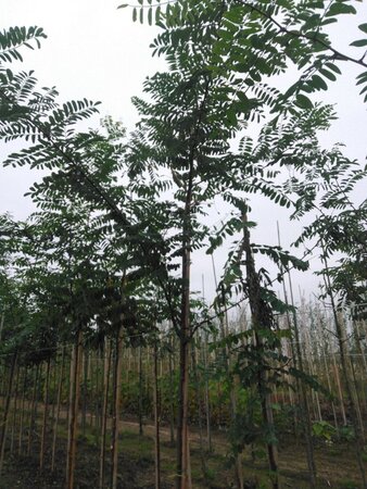 Robinia pseudoacacia 8-10 Hoogstam wortelgoed - afbeelding 6