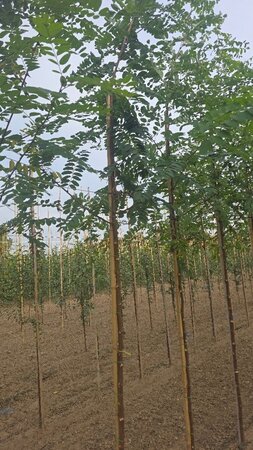Robinia pseudoacacia 8-10 Hoogstam wortelgoed - afbeelding 5