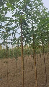 Robinia pseudoacacia 8-10 Hoogstam wortelgoed - afbeelding 5