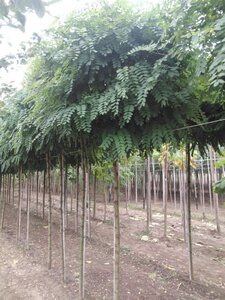 Robinia ps. 'Umbraculifera' 14-16 STA WRB 2 X V
