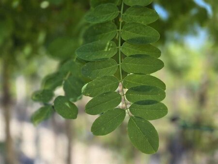 Robinia ps. 'Umbraculifera' 8-10 Halfstam wortelgoed - afbeelding 1