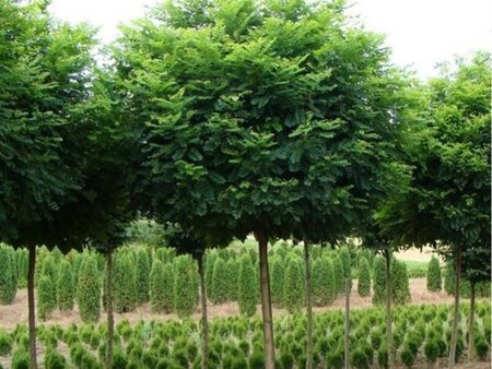 Robinia ps. 'Umbraculifera' 8-10 Halfstam wortelgoed - afbeelding 2