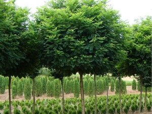 Robinia ps. 'Umbraculifera' 8-10 Halfstam wortelgoed - afbeelding 2