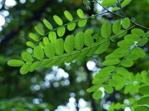 Robinia ps. 'Umbraculifera' 8-10 Halfstam wortelgoed - afbeelding 3