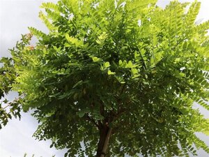 Robinia ps. 'Umbraculifera' 8-10 Halfstam wortelgoed - afbeelding 4