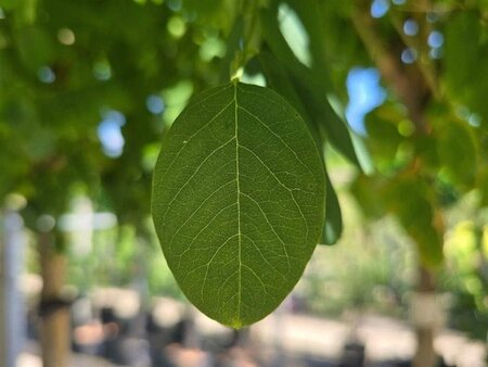 Robinia ps. 'Umbraculifera' 8-10 Halfstam wortelgoed - afbeelding 5
