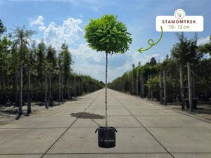 Robinia ps. 'Umbraculifera' 8-10 Halfstam wortelgoed - afbeelding 6