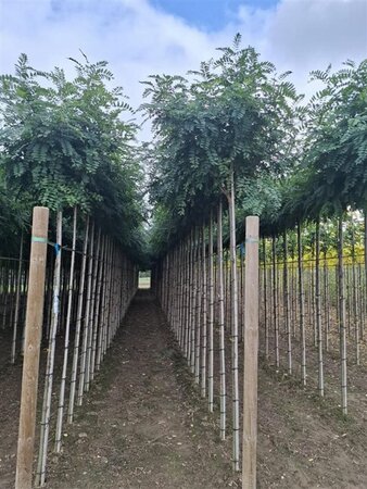 Robinia ps. 'Umbraculifera' 8-10 Hoogstam wortelgoed 225 cm stam - afbeelding 2